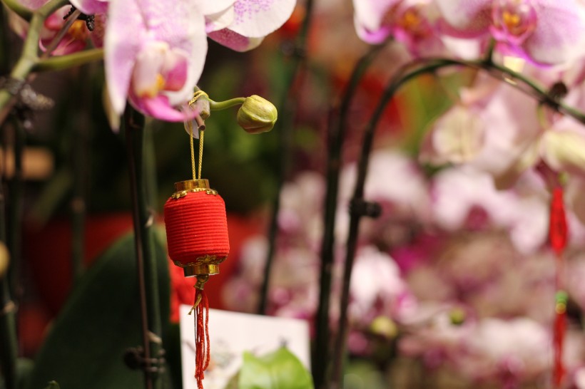装饰用的小灯笼，挂在盆栽花卉植物的可爱小灯笼唯美背景图片