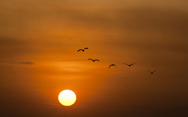唯美意境夕阳美景图片，唯美夕阳下的鸟类飞翔美图欣赏