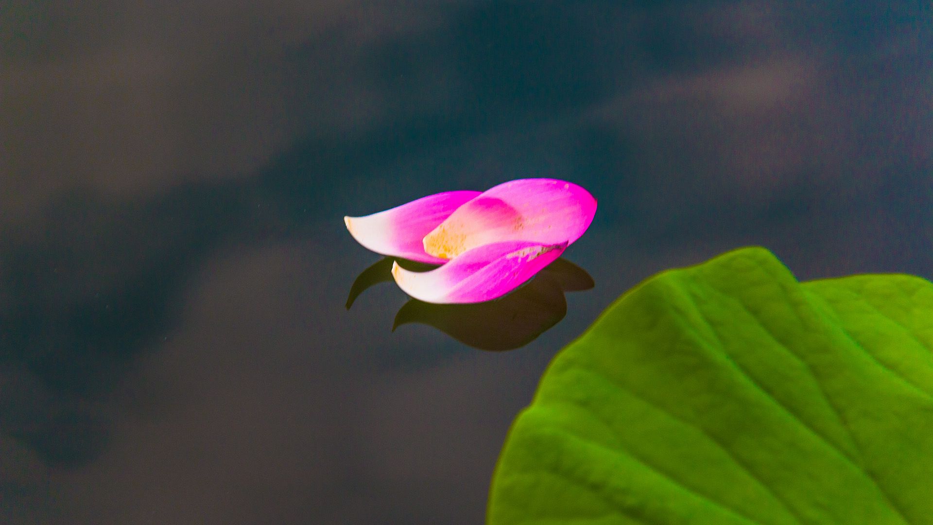 夏日荷塘，漂浮在水面的三三两两荷花花瓣唯美意境图片