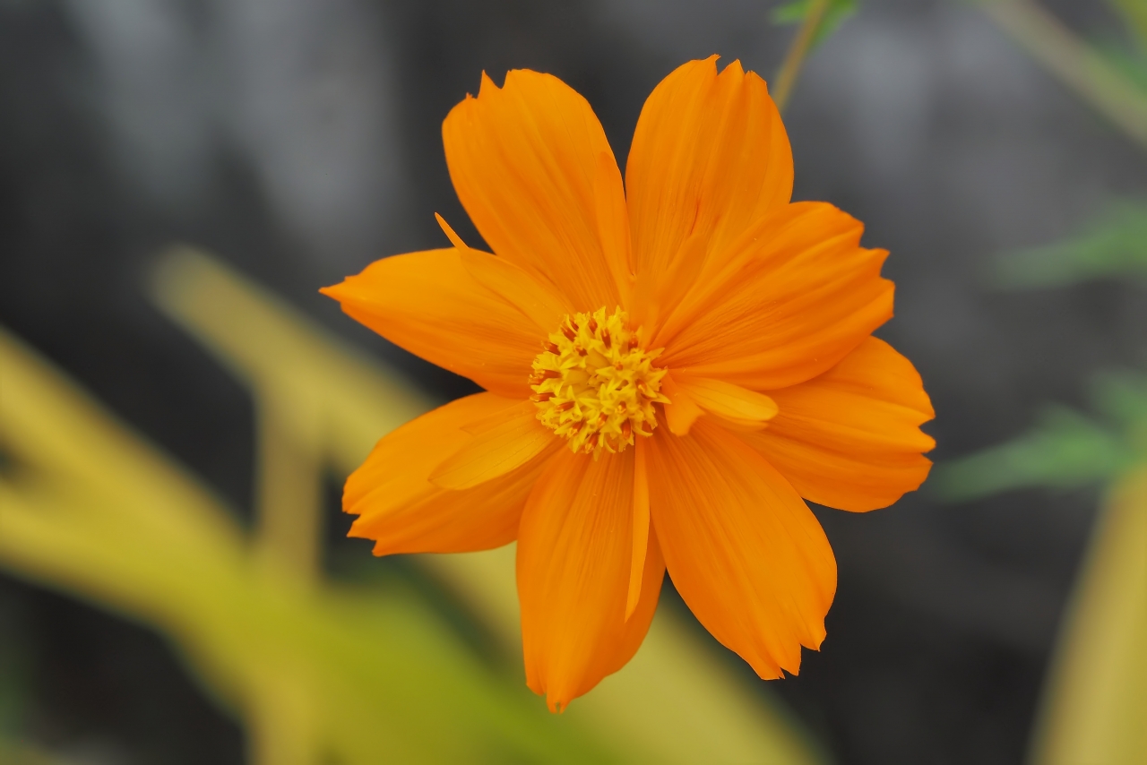 虚化背景户外自然橙色花朵植物高清图片下载