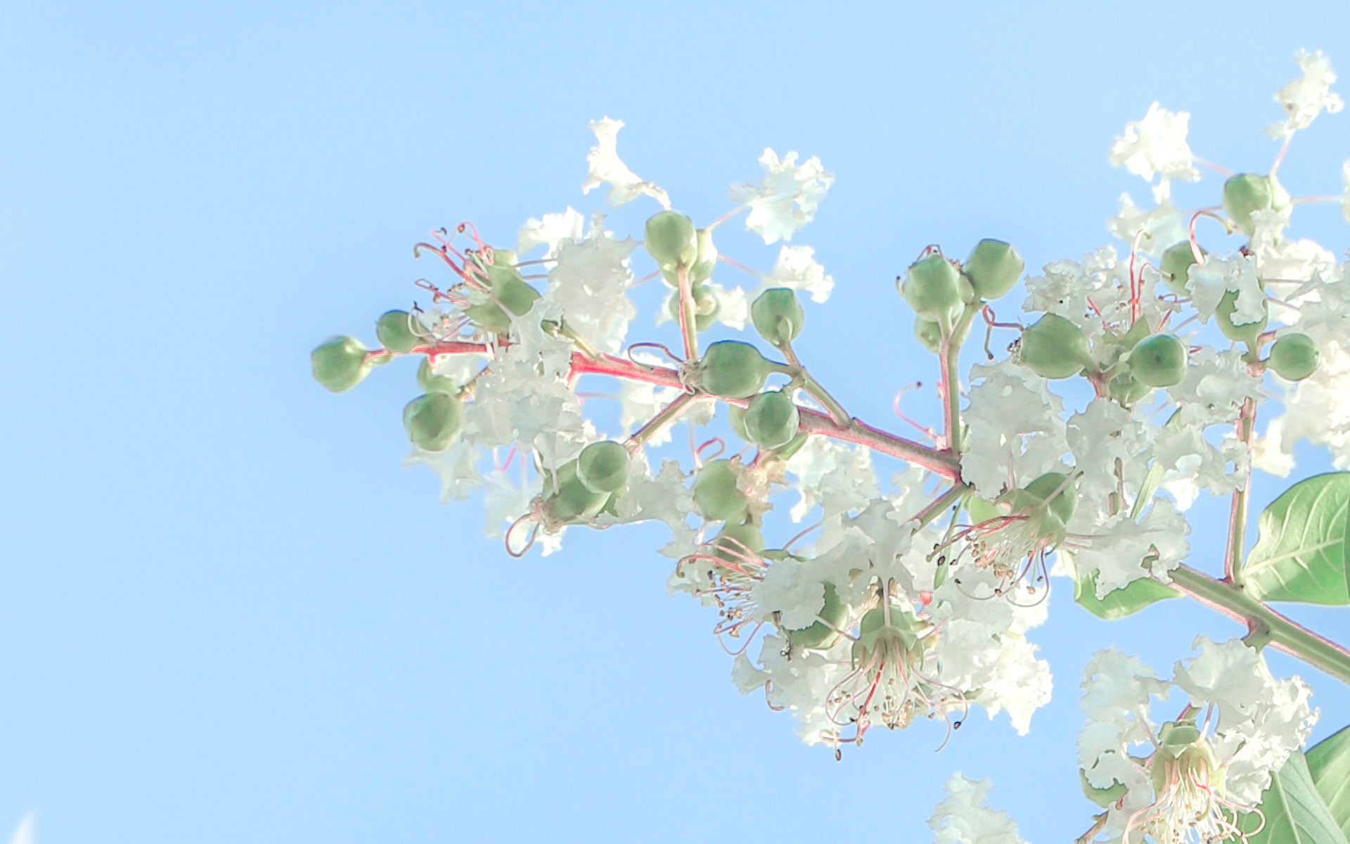 蔚蓝的天空，小清新植物，花朵，<span style='color:red;'>叶子</span>唯美仰望视觉意境美图
