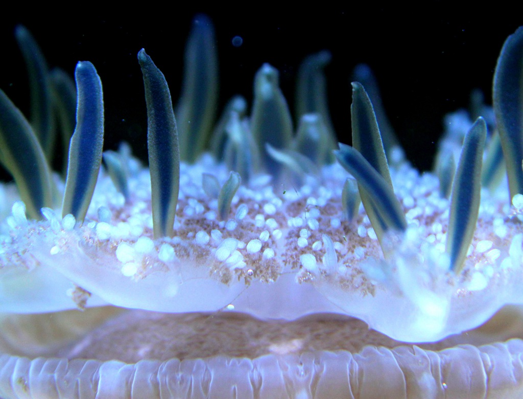 多姿多彩的海底世界中不同颜色的珊瑚背景图片