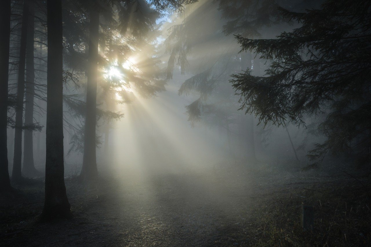 一缕晨光，清晨迷雾，唯美清晨迷雾森系摄影景色图片