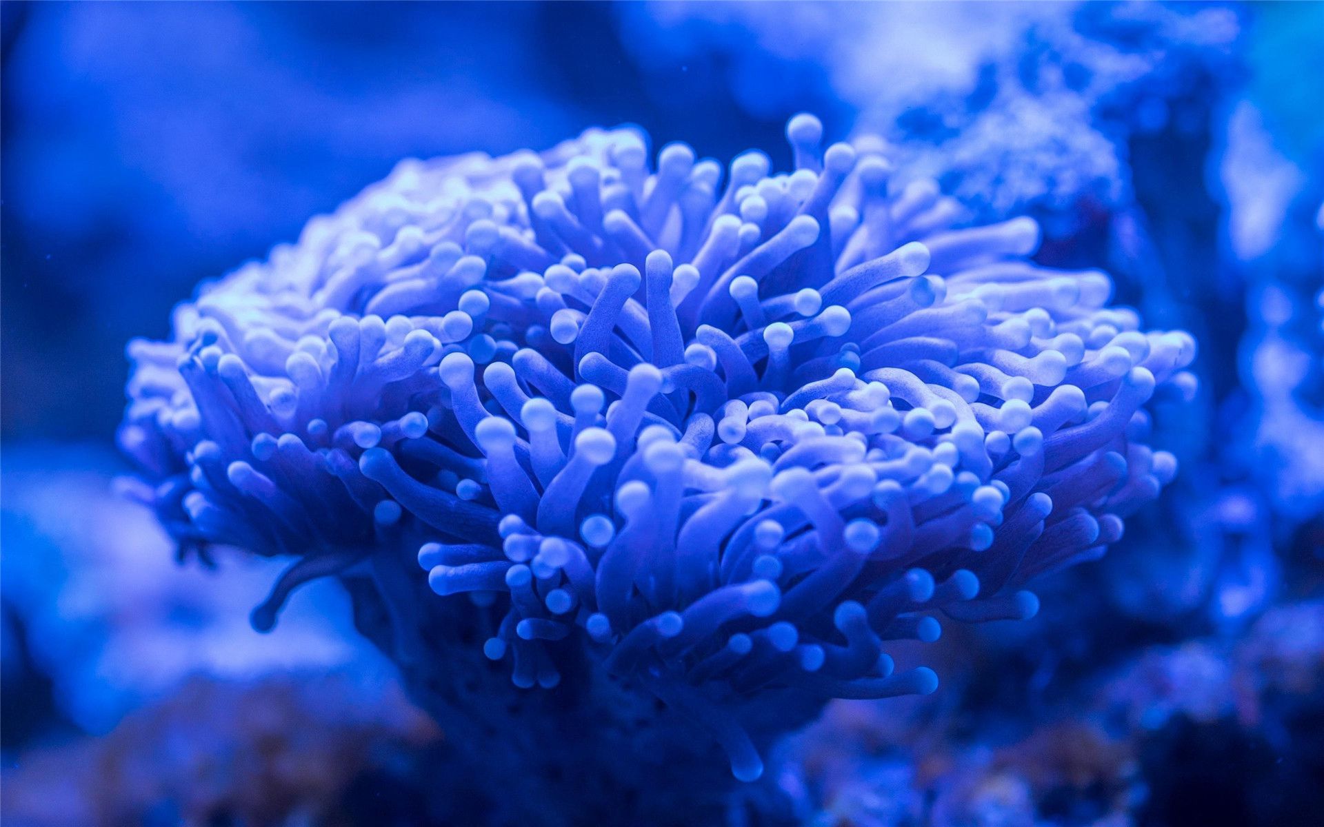 海底的世界，蔚蓝色的海底水下绝美珊瑚，鱼儿，贝壳等好看图片欣赏