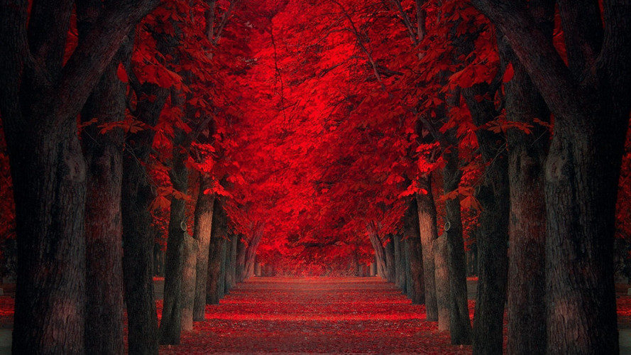 <span style='color:red;'>林间小路</span>唯美图片，有意境的林荫小道奇幻美图分享