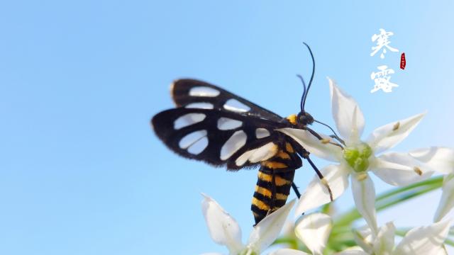 采花的黑蝴蝶意境图片，以花和蝴蝶为背景的寒露节气唯美图片