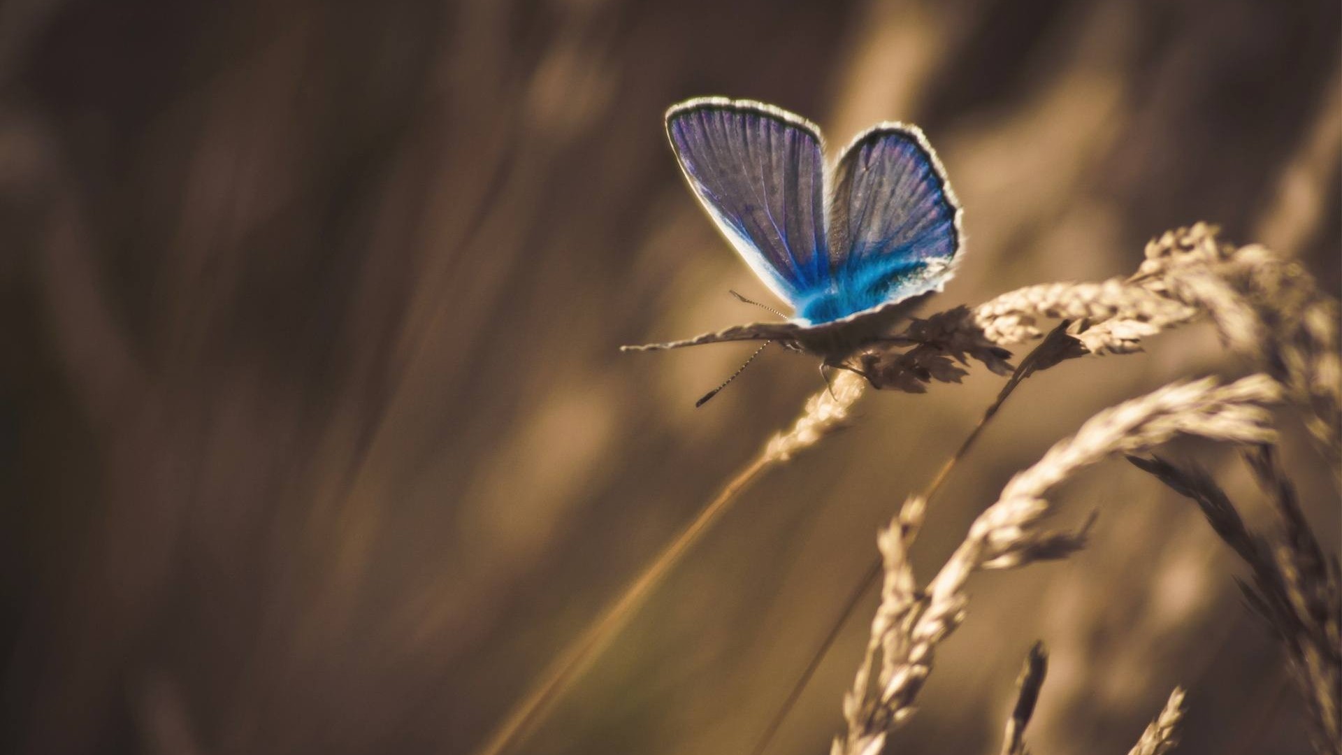 梦幻唯美的蝴蝶摄影美图，停留在花花草草枝头上的蝴蝶意境图片