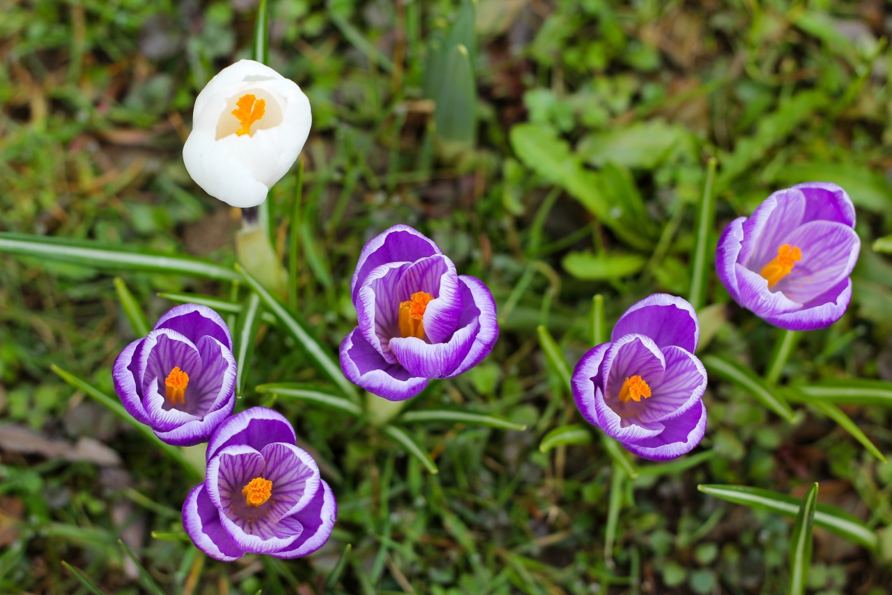 户外自然白色紫色花朵<span style='color:red;'>绿色</span>叶子植物高清图片下载