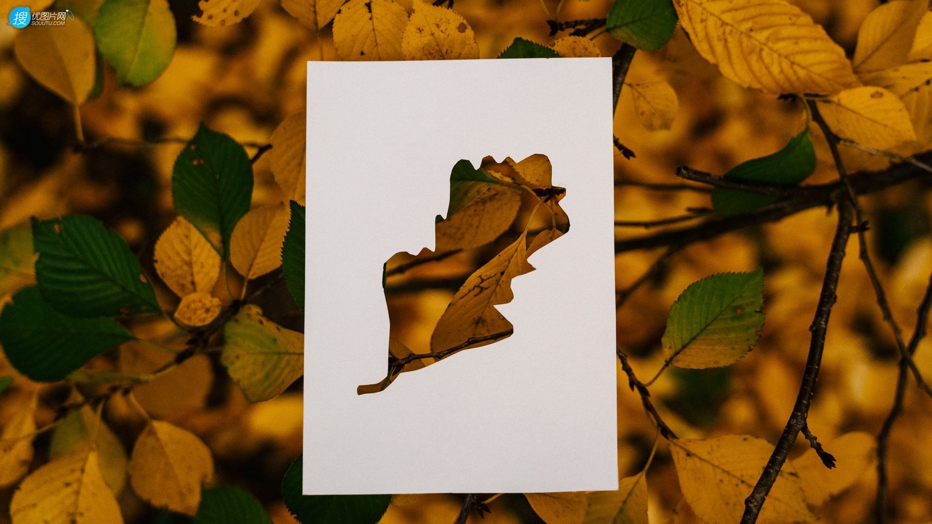 剪纸剪影艺术，以枯黄的落叶，树叶为背景的剪纸艺术摄影桌面壁纸图片组图1