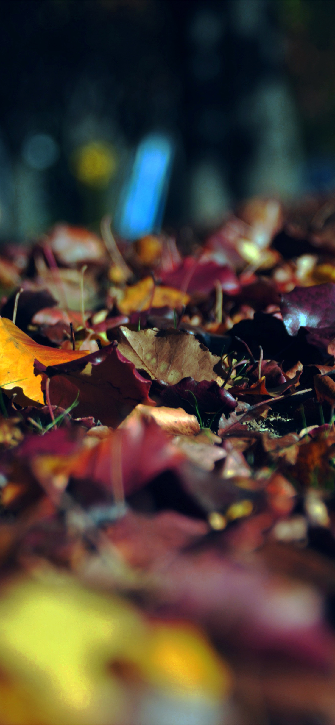 森林的落叶唯美摄影手机壁纸