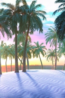 椰子树风景手机壁纸图片