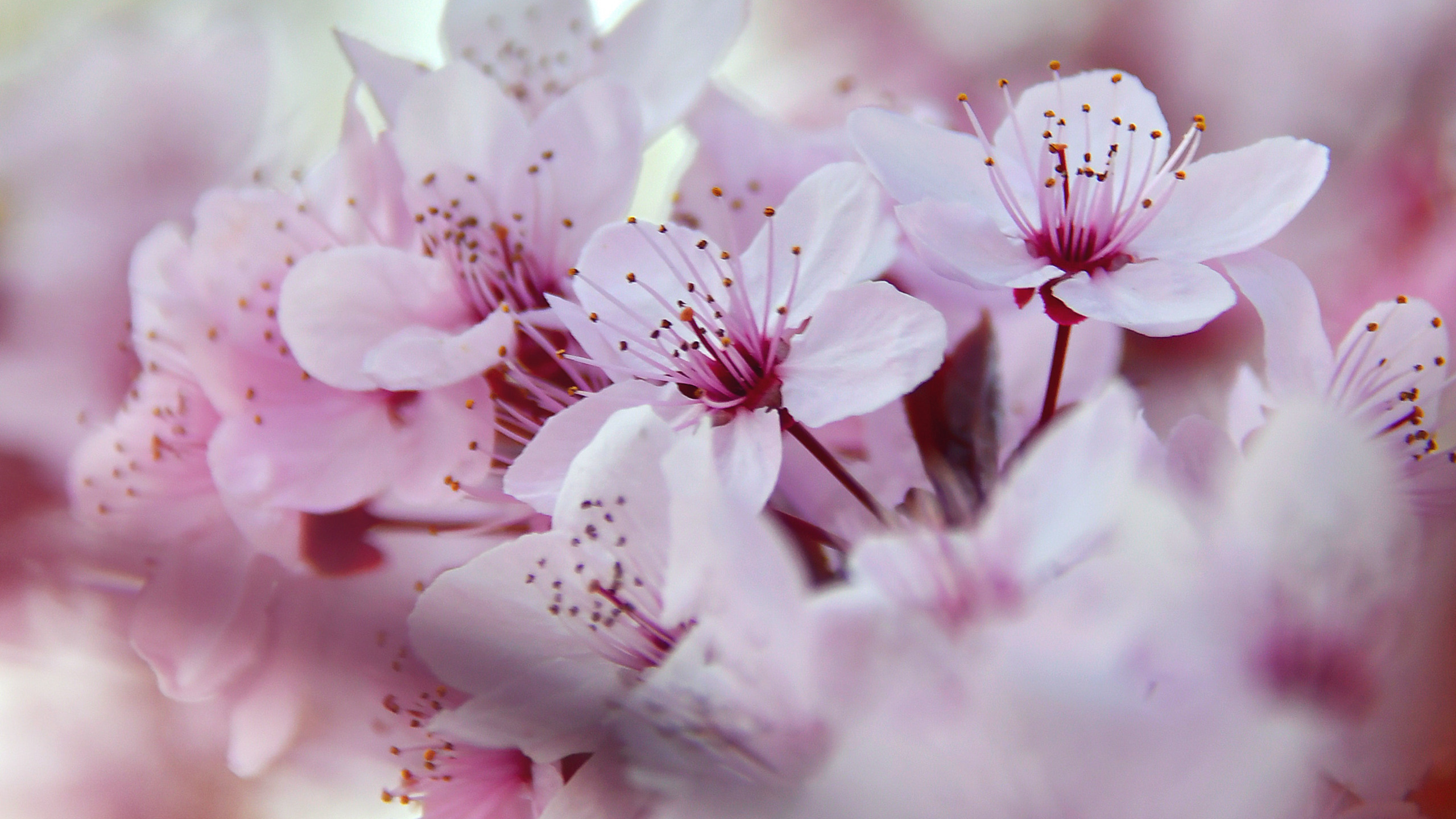 唯美盛开的日本樱花超清桌面壁纸