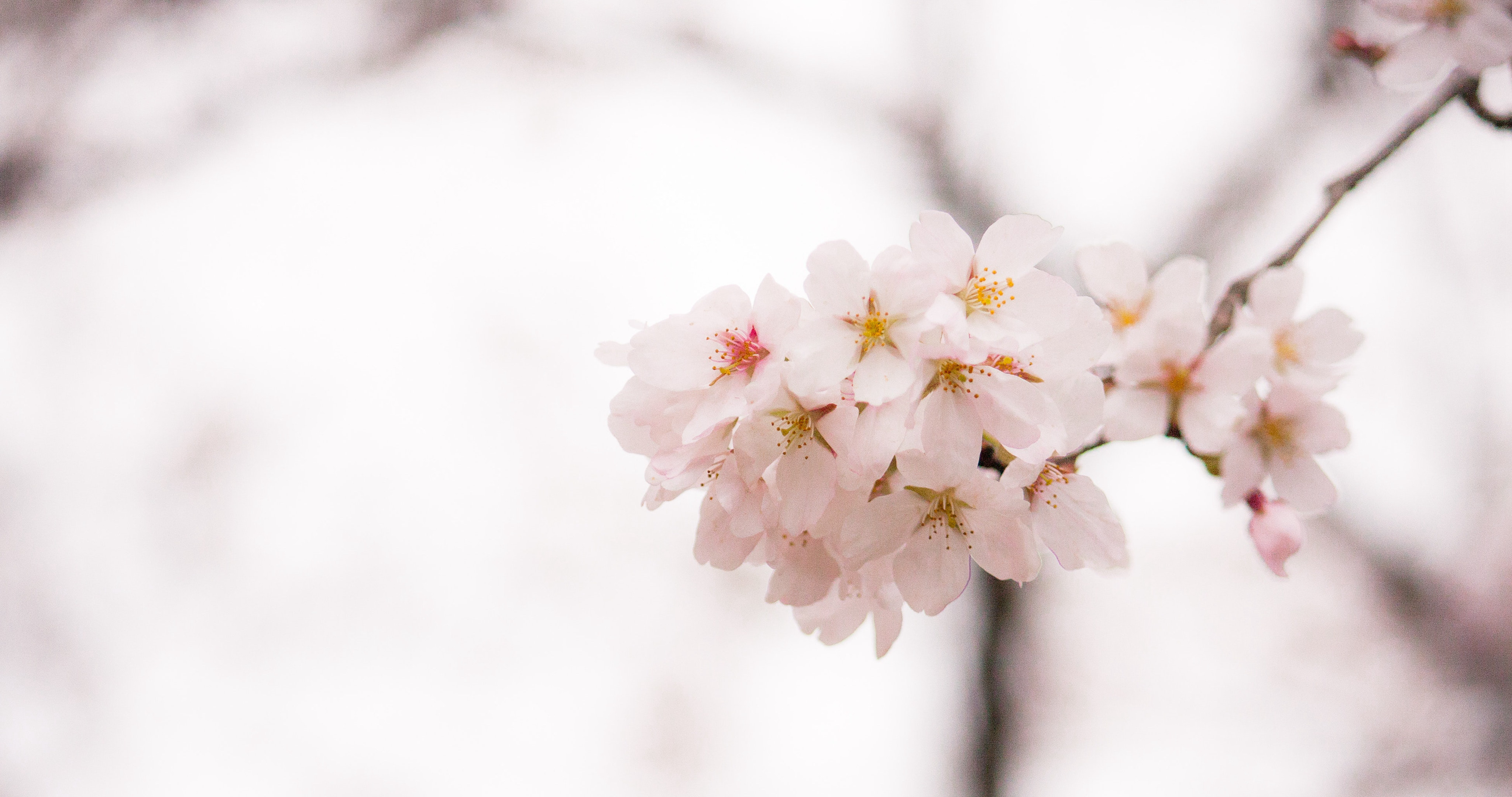 树上的一株樱花唯美植物手机壁纸