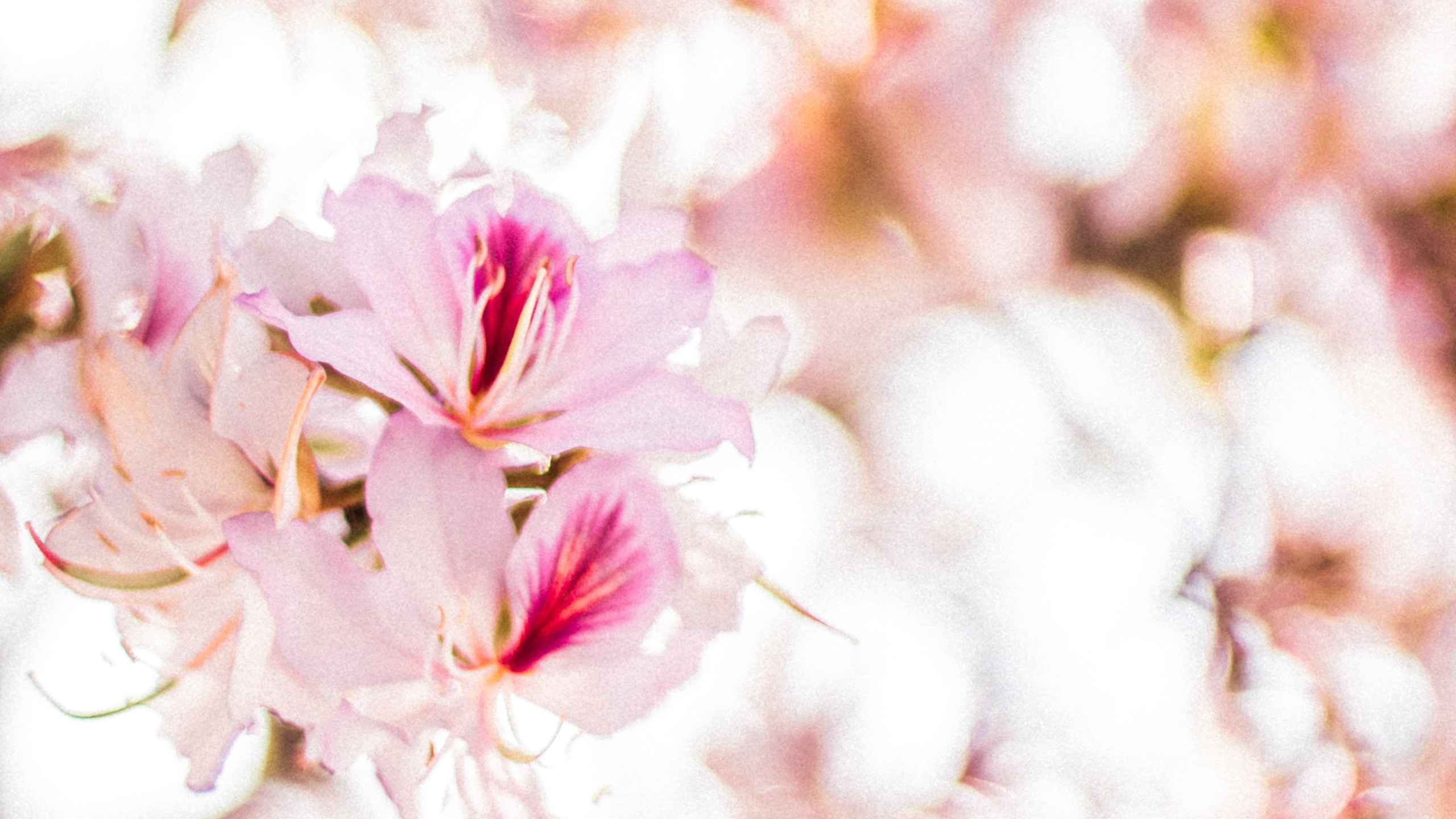 粉色的唯美樱花近距离摄影植物桌面壁纸下载