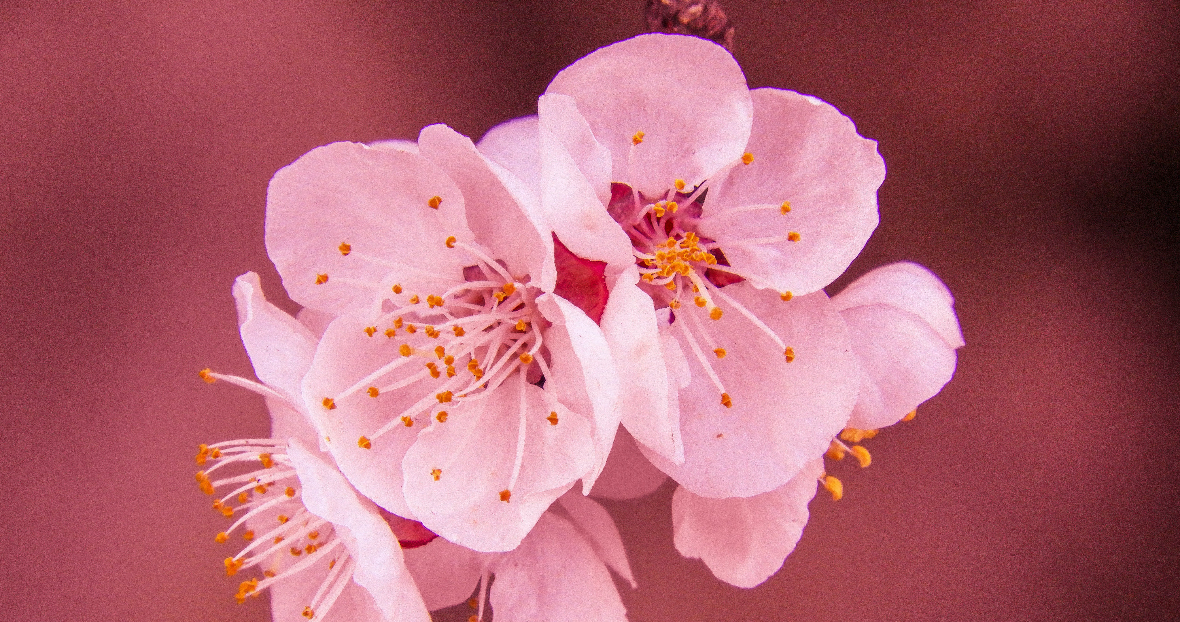 粉色蔷薇科植物樱花近距离唯美摄影桌面壁纸图片