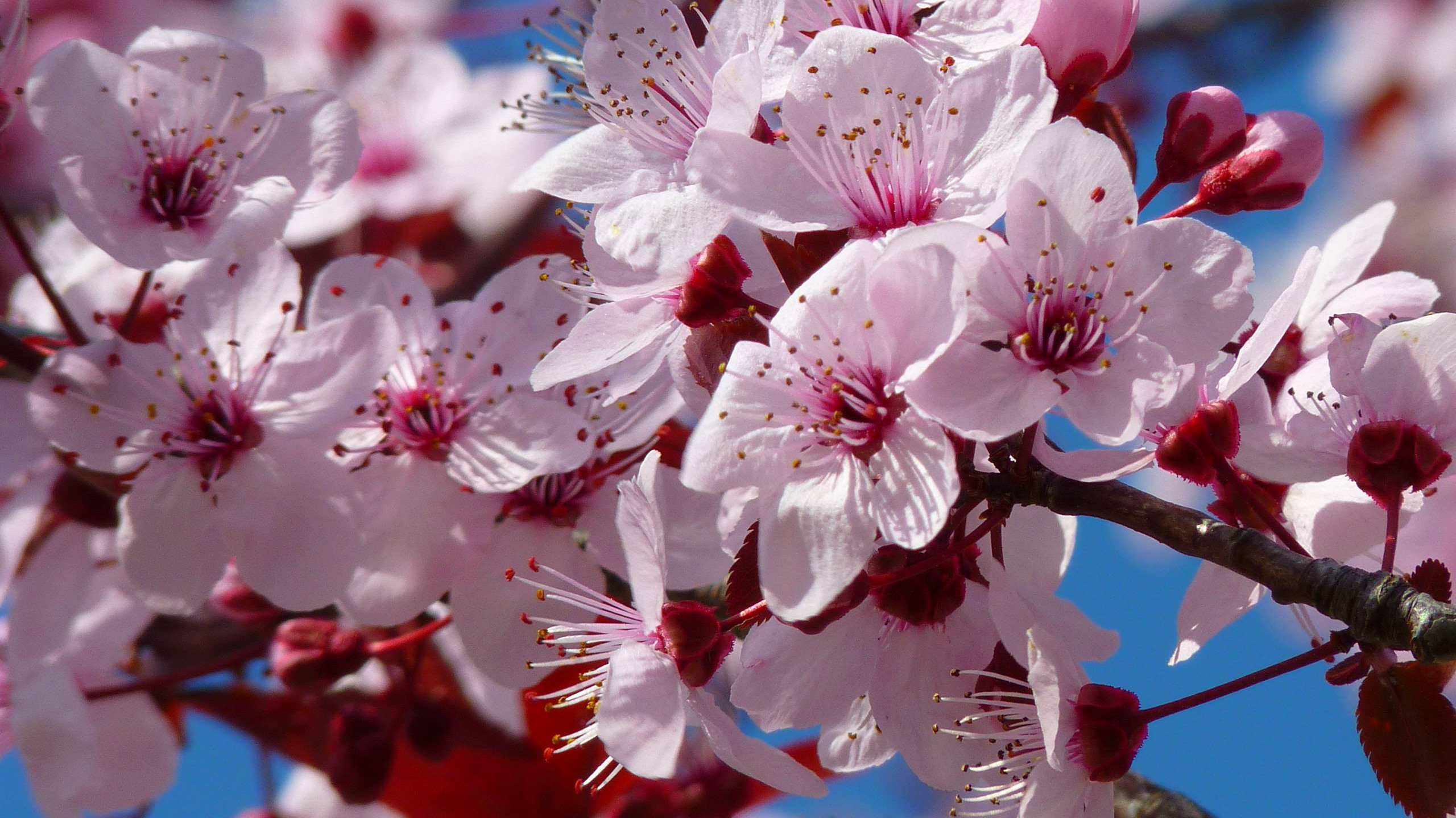 唯美盛开的日本樱花超清桌面壁纸