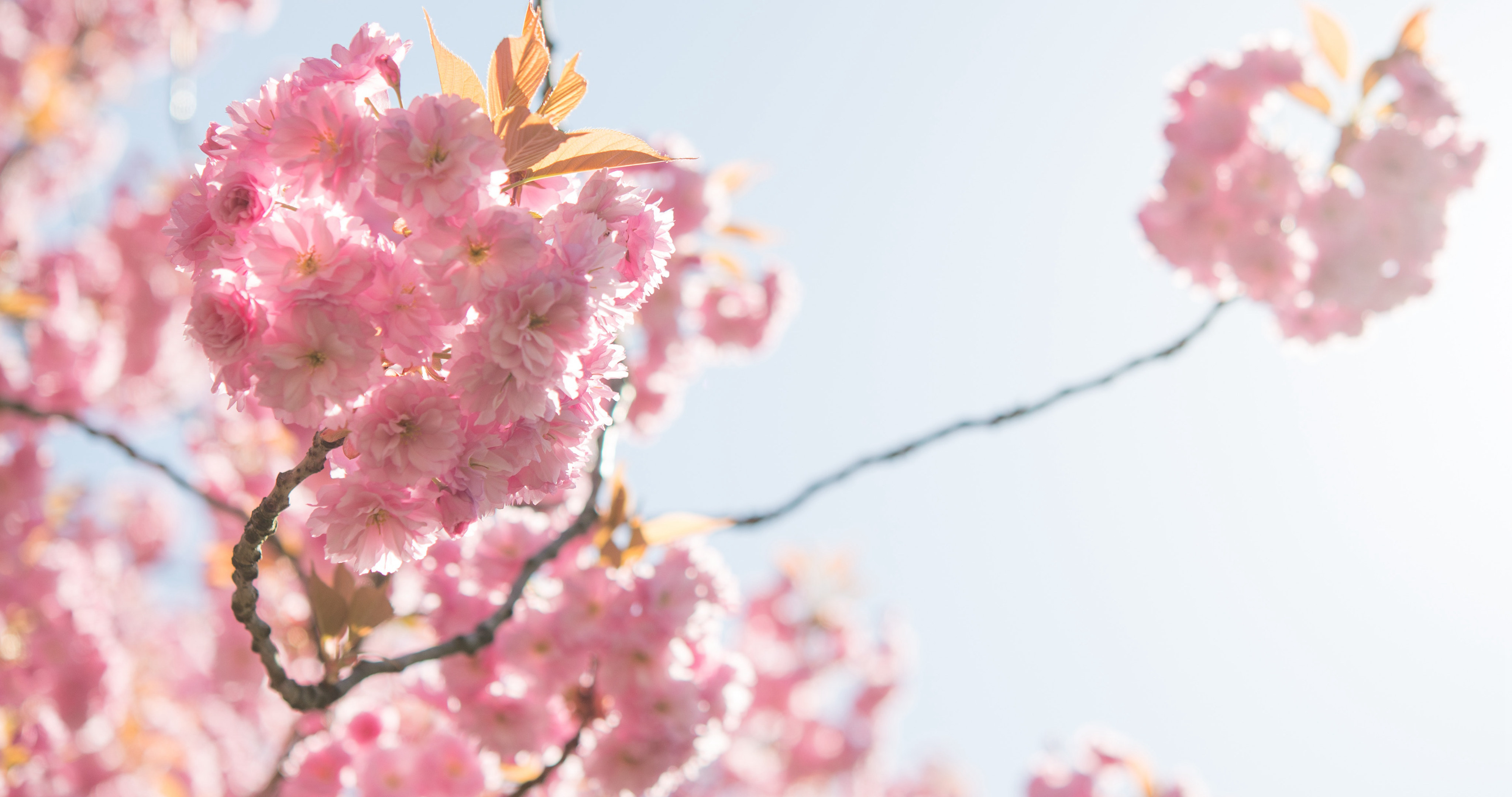 树上的一株樱花唯美植物手机壁纸