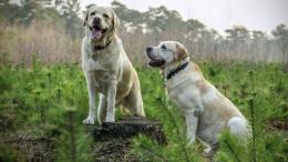 不同颜色的忠诚狗狗拉布拉多猎犬图片