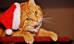 虎斑猫，戴圣诞帽的虎斑猫可爱图片
