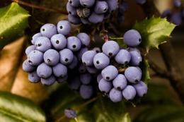 挂在树上看起来酸甜可口美味的蓝莓高清图片