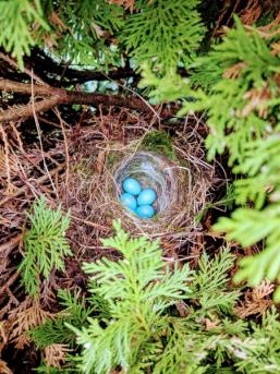 鸟巢中的鸟蛋可爱图片