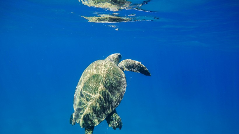 深海中游泳还和你打招呼的可爱海龟图片