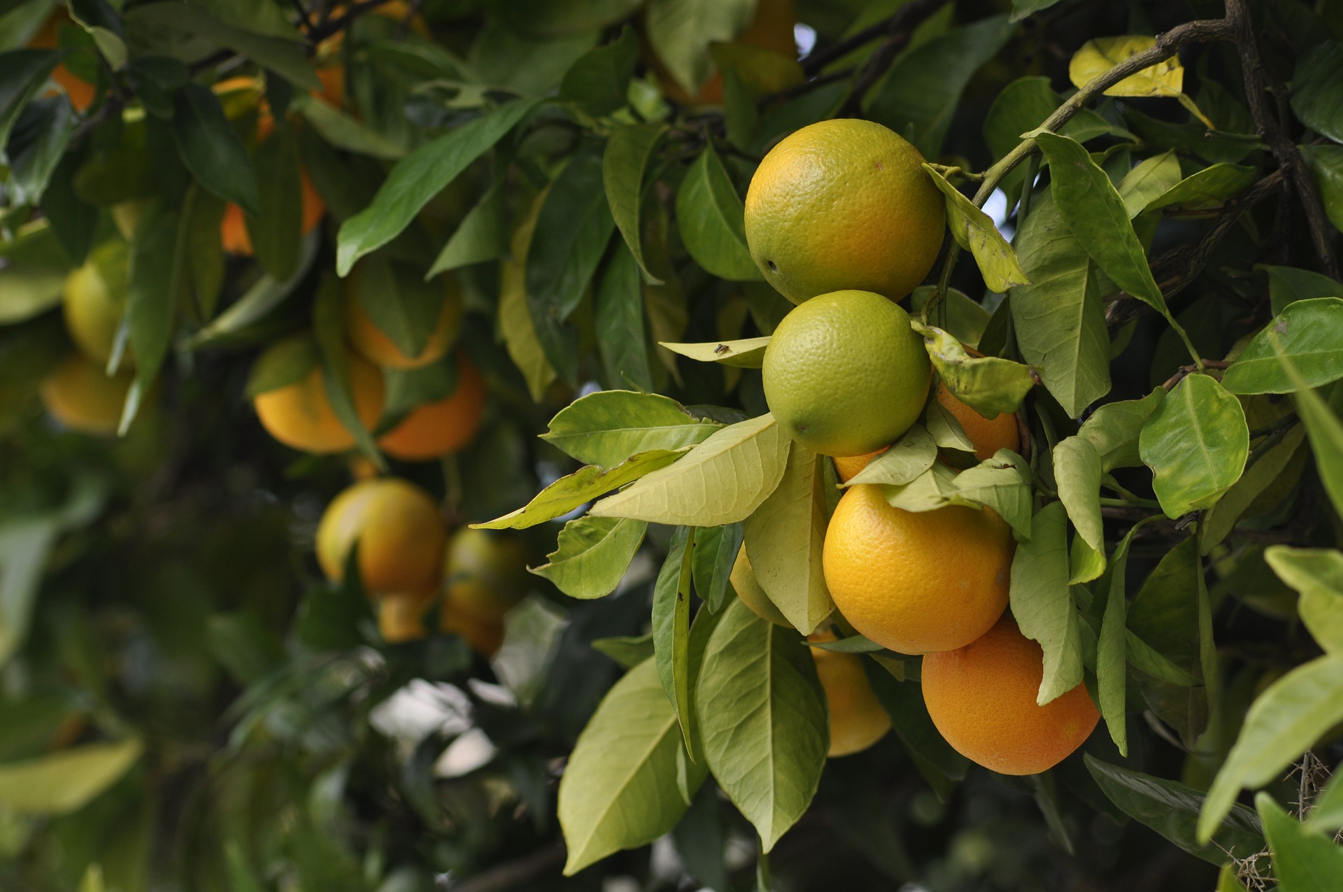 柑橘树 绿色 水果唯美高清摄影壁纸图片 柑橘
