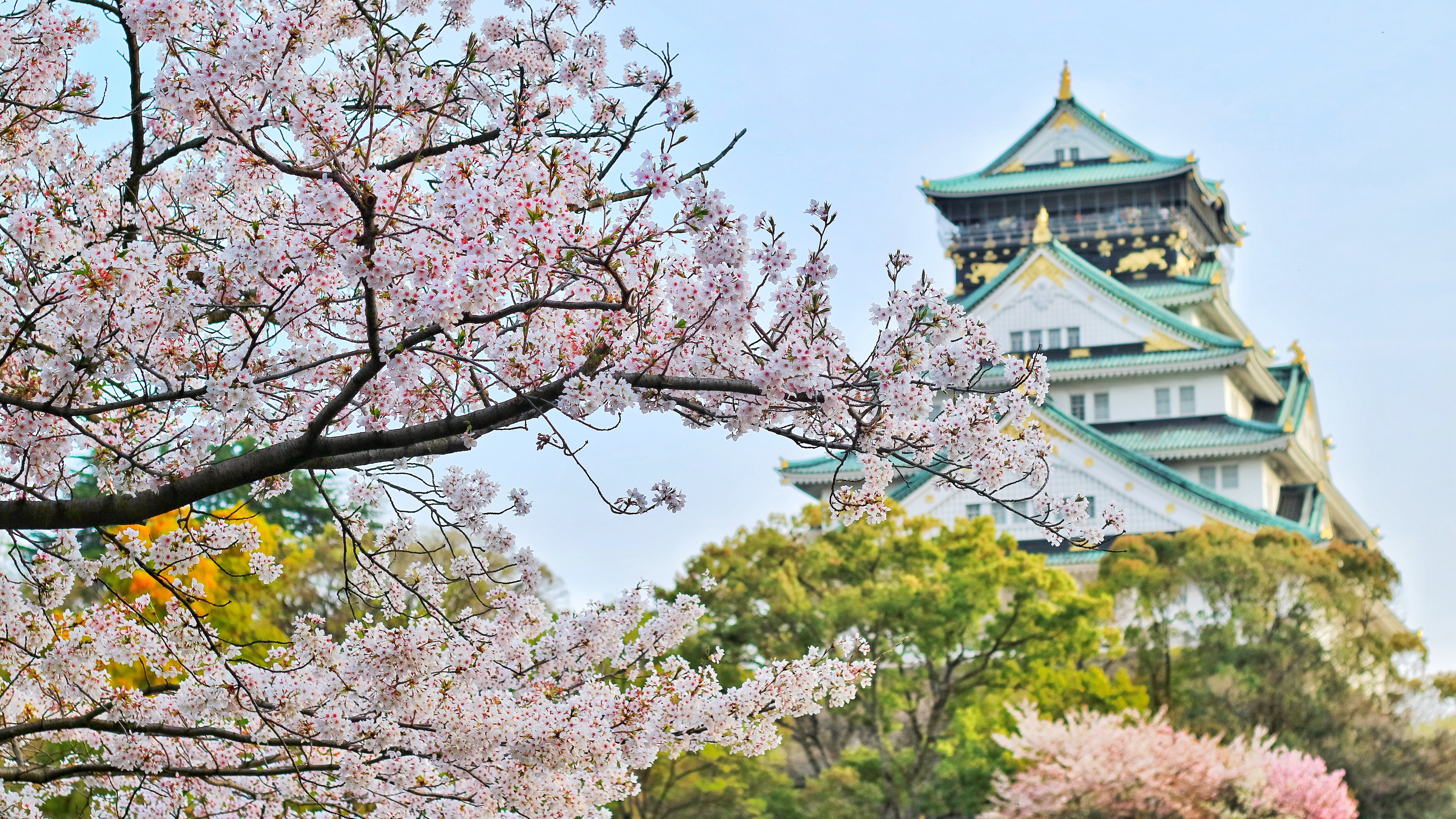 日本标志性建筑前的唯美樱花超清8K摄影桌面壁纸