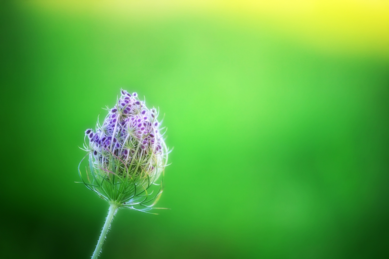 虚化背景自然户外紫色花朵植物高清图片下载