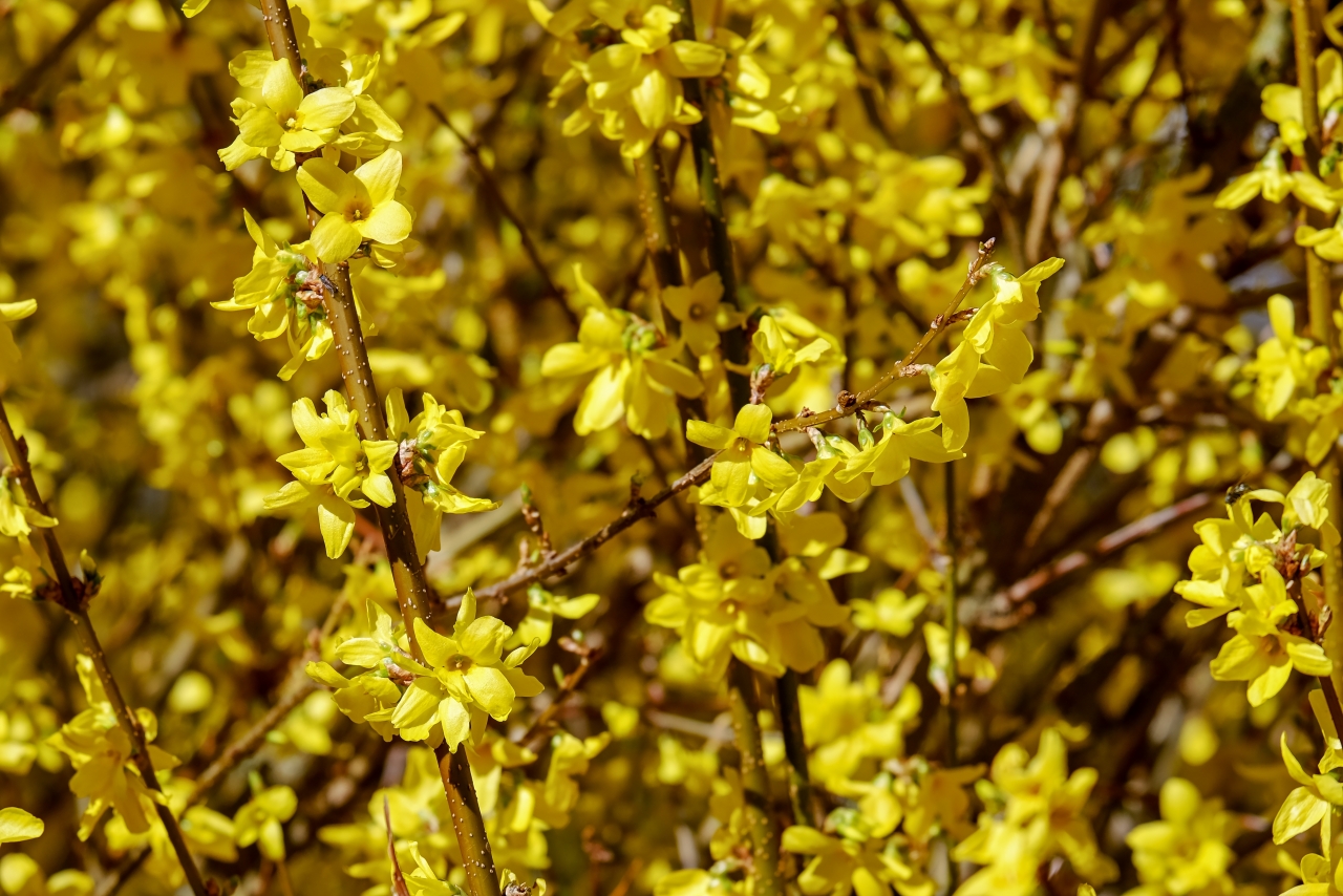 阳光户外自然树木树枝黄色美丽花朵高清图片下载