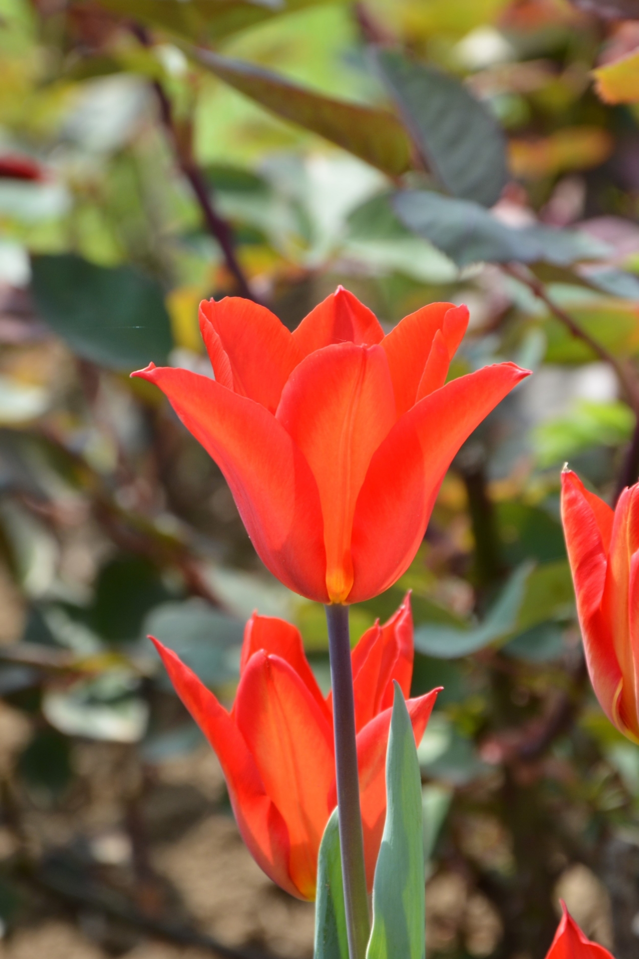 自然户外红色花朵绿色叶子植物高清图片下载