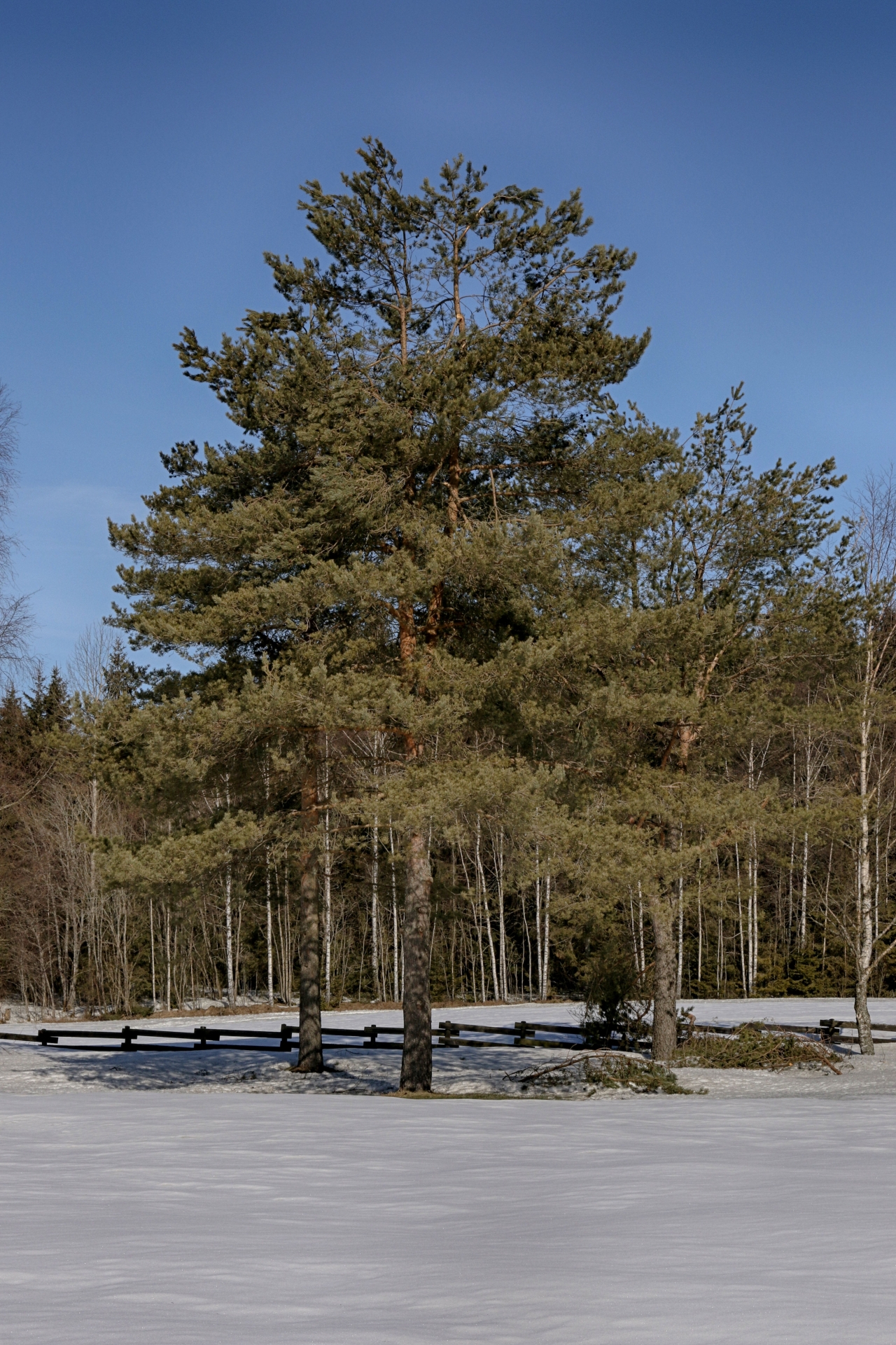 严寒冬季森林积雪土地高大树木植物高清图片下载