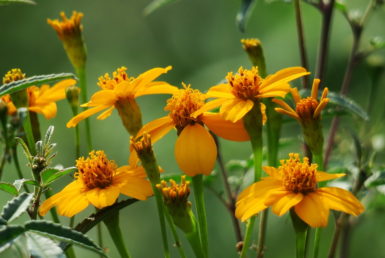 户外自然橙色花朵绿色枝叶植物高清图片下载