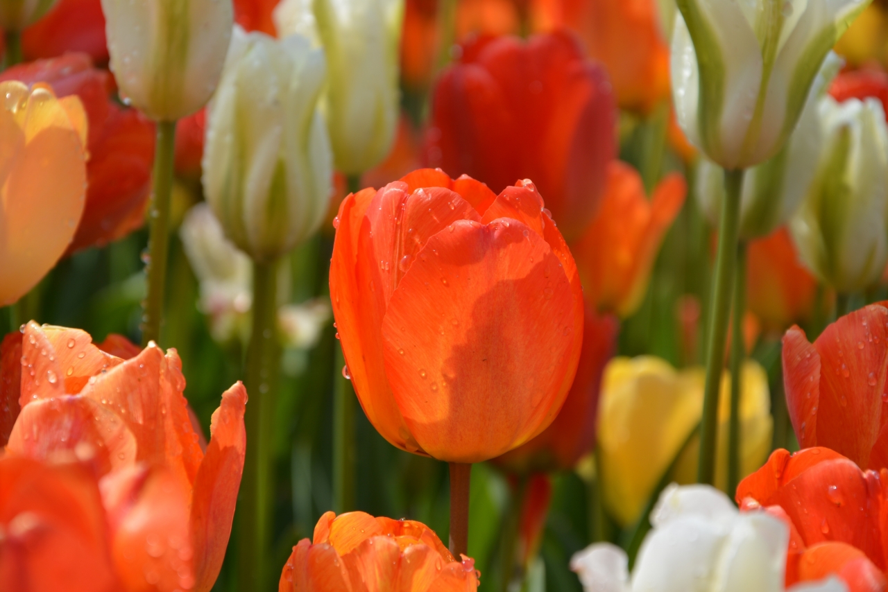 雨后阳光照射花园郁金香花朵植物高清图片下载