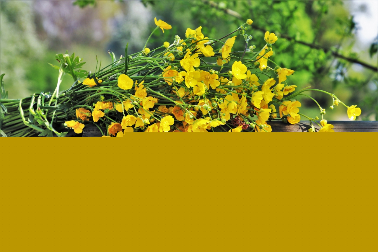 户外自然木制栏杆黄色花朵植物高清图片下载