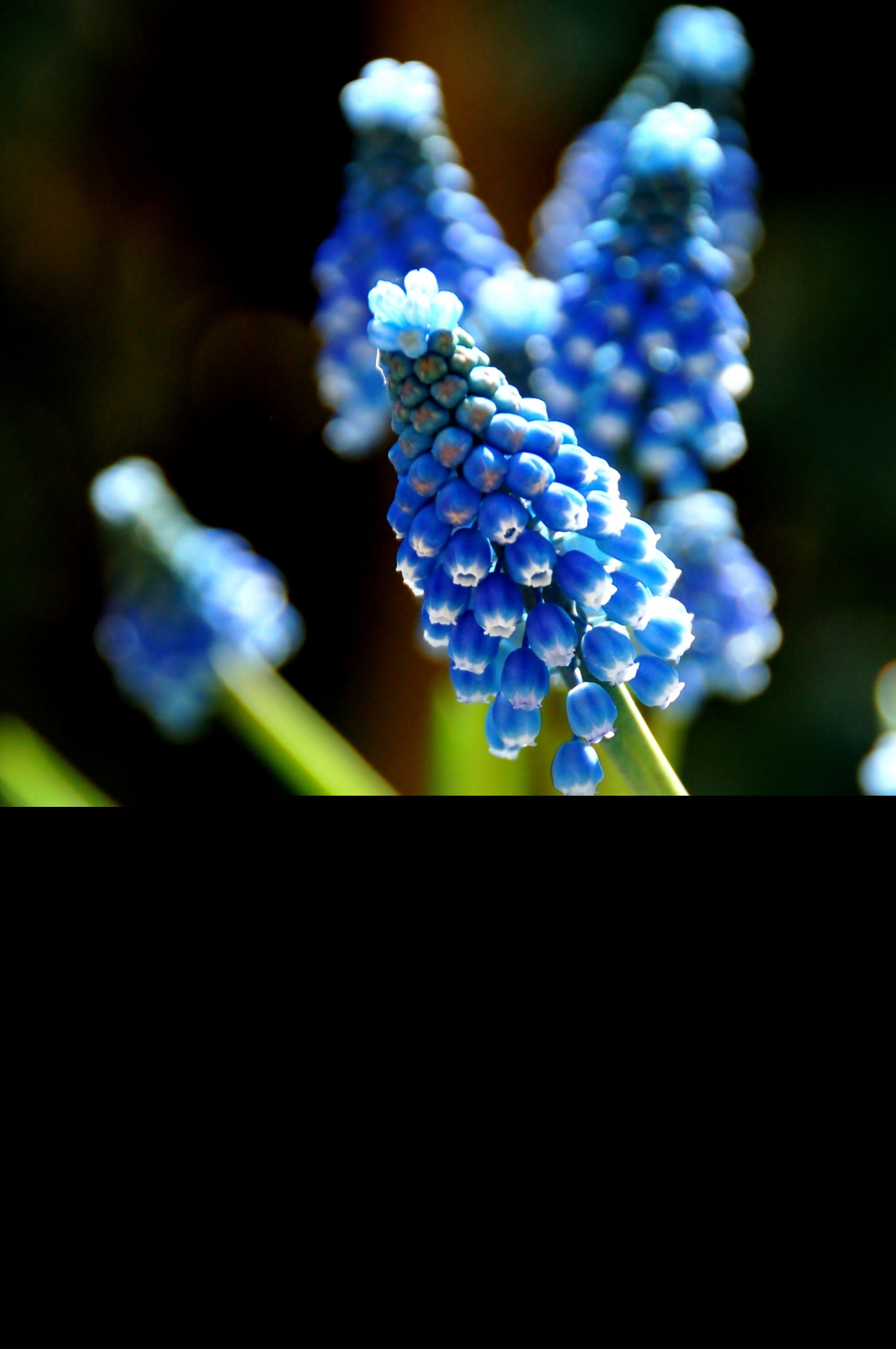 阳光户外自然蓝色花朵绿色枝叶植物高清图片下载