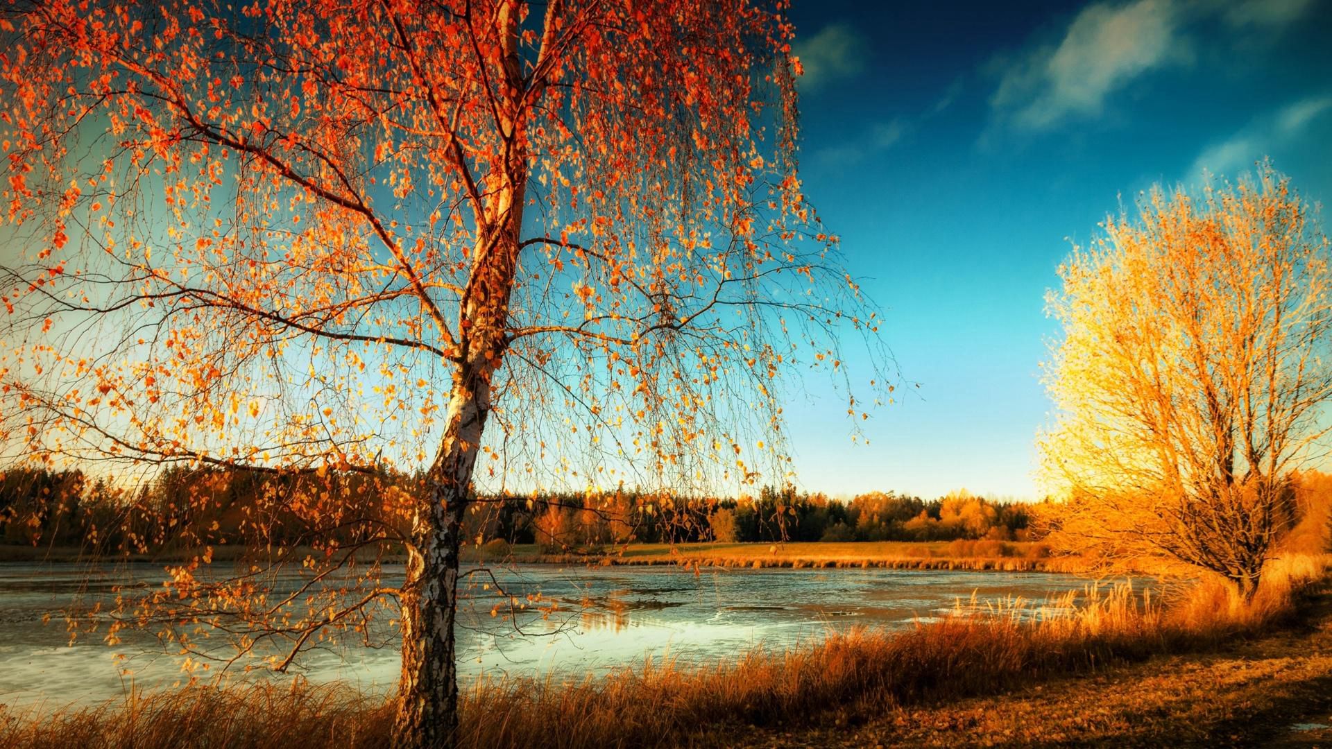 叶子黄了，唯美立秋图片，挂在树上金黄的树叶唯美<span style='color:red;'>森系</span>自然景色图片