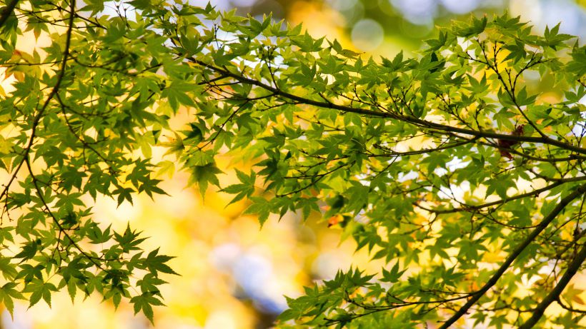 绿色枫叶，长在树枝上的绿色小清新枫叶背景唯美图片