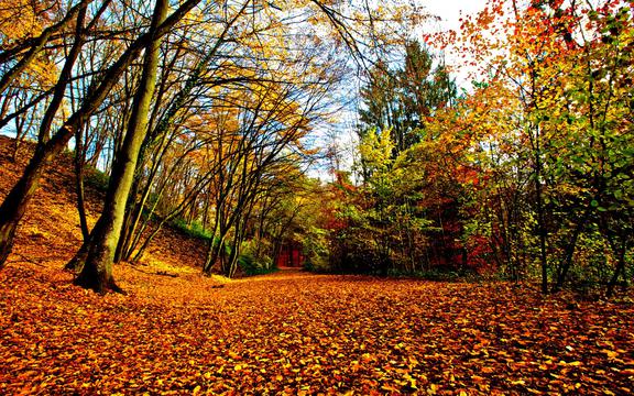 秋天森林里的树木，以及金黄树叶，落叶唯美风景图片