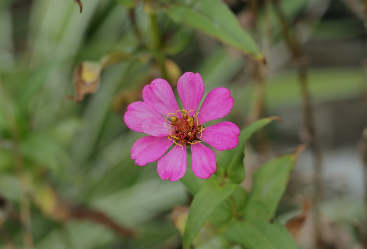 虚化背景户外粉色花朵植物高清图片下载