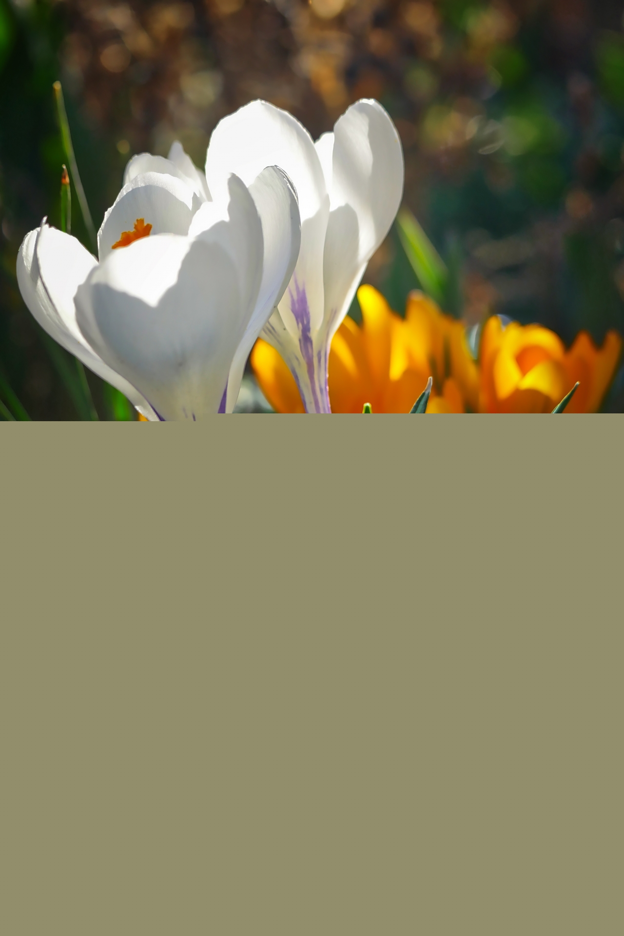 阳光户外土壤自然白色黄色花朵植物高清图片下载