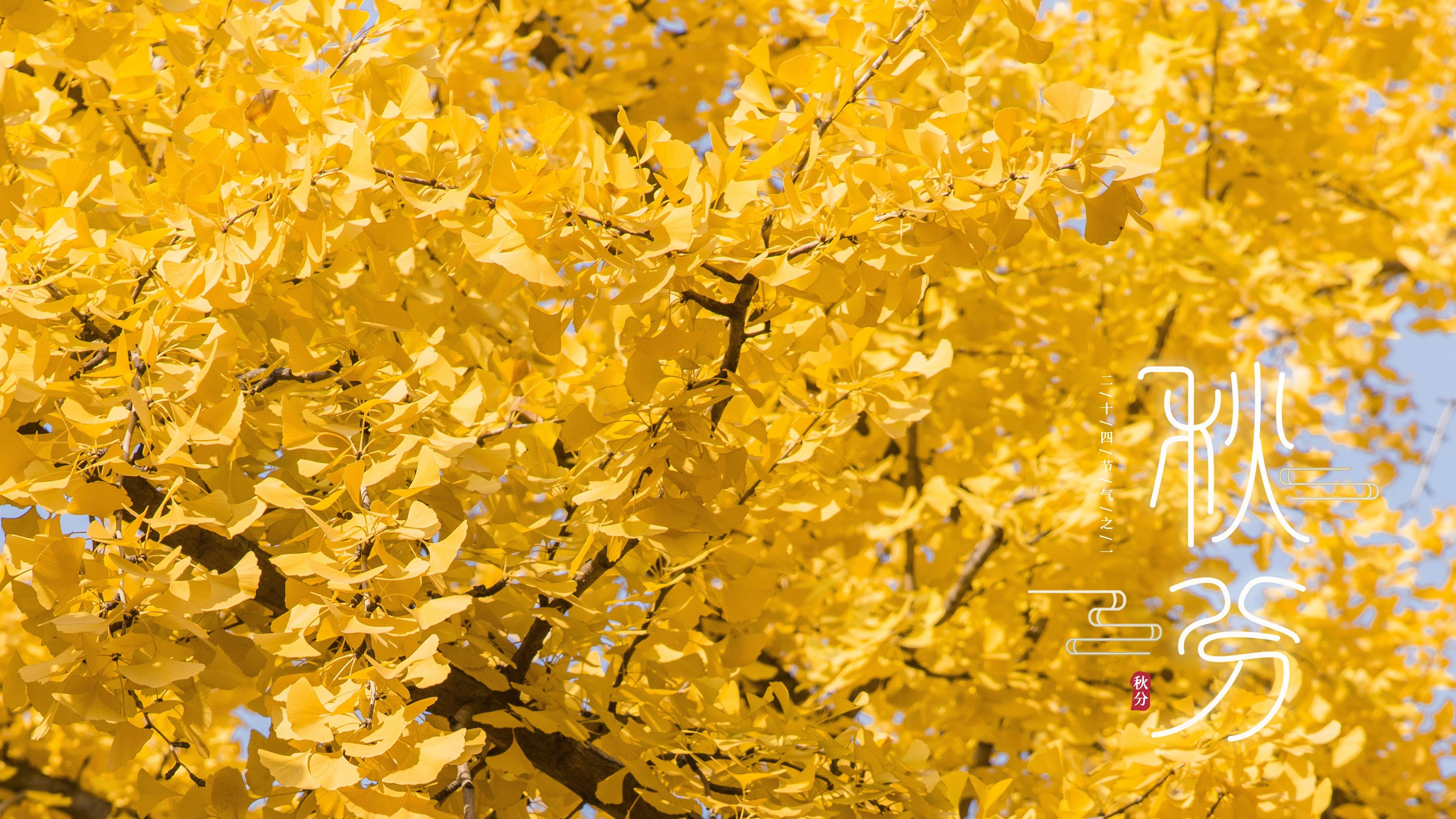 秋分壁纸，金黄树叶 银杏树 秋分节气高清壁纸