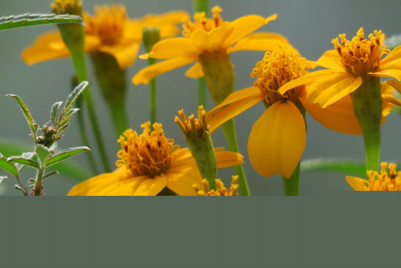 户外自然绿色叶子黄色花朵植物高清图片下载
